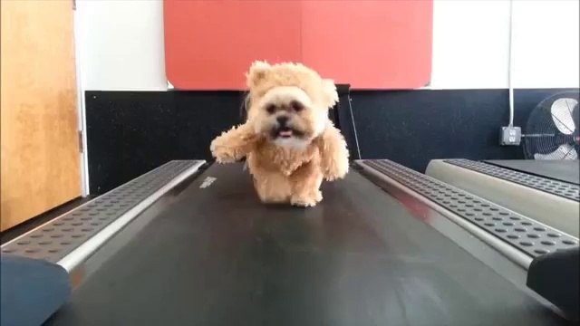 Un chien Ewok sur un tapis de course