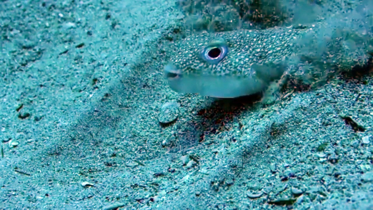 Un poisson-ballon dessine des rosaces sur le sable