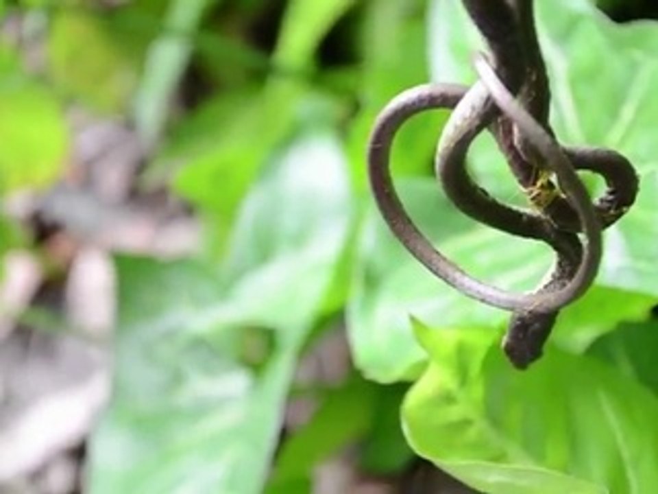 Serpent mangé par une grosse araignée