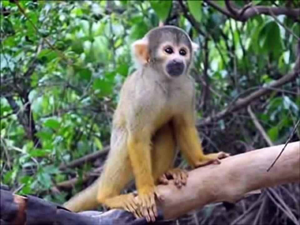 Animal sounds song for baby!