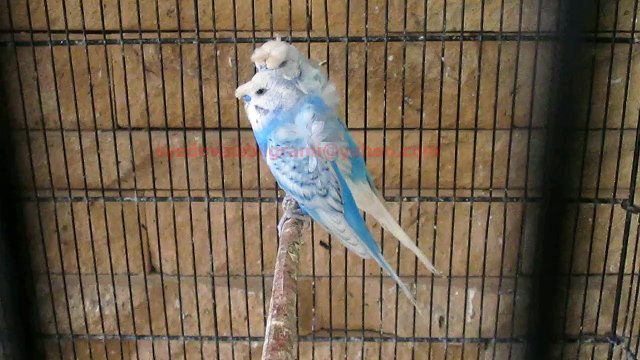 JEEM sy JAPANI Crested Budgies (Blue Spangle) of Syed Ovais Bi