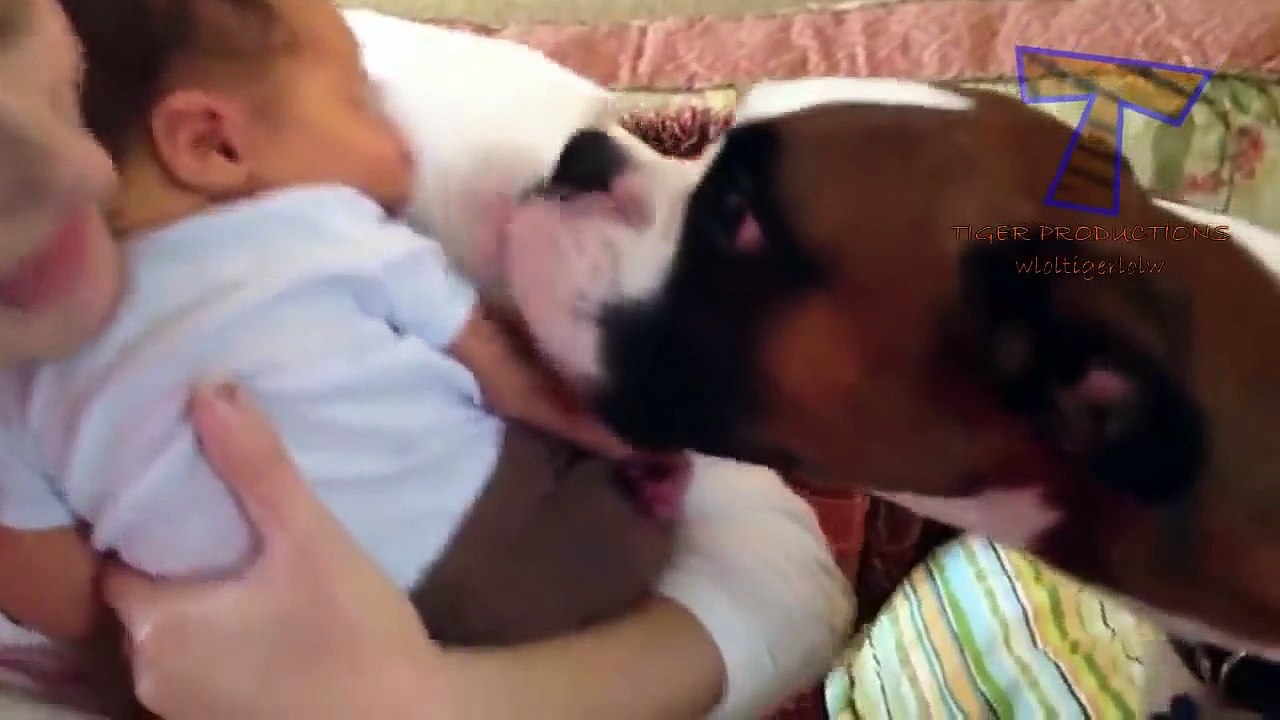 Cats and dogs meeting babies for the first time - Cute animal compilation