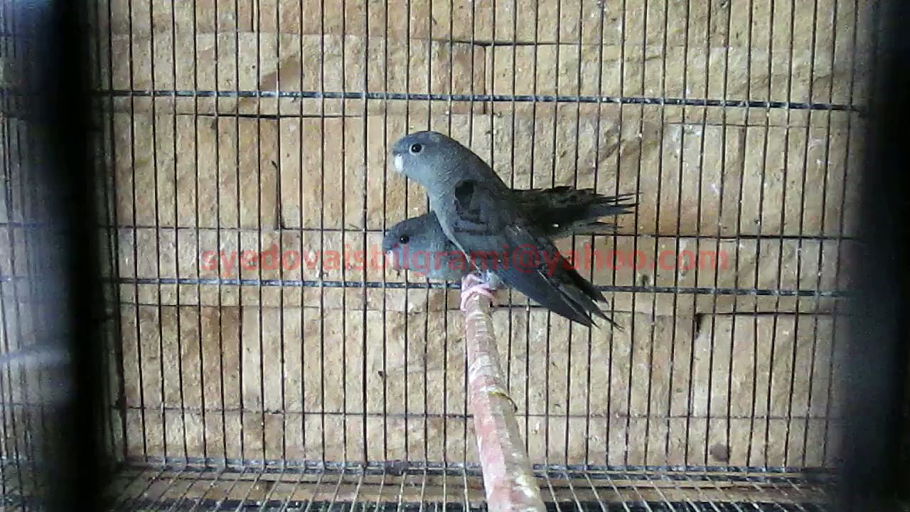 Lineolated Parrots (Mauve) of Syed Ovais Bilgrami
