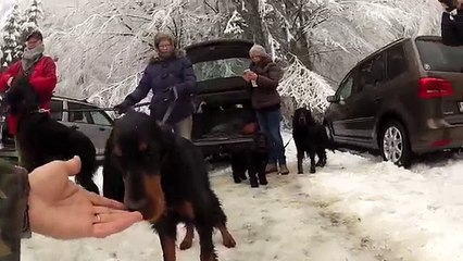 Belgian Gordon Setter Club walk in the Ardennes - December 2012