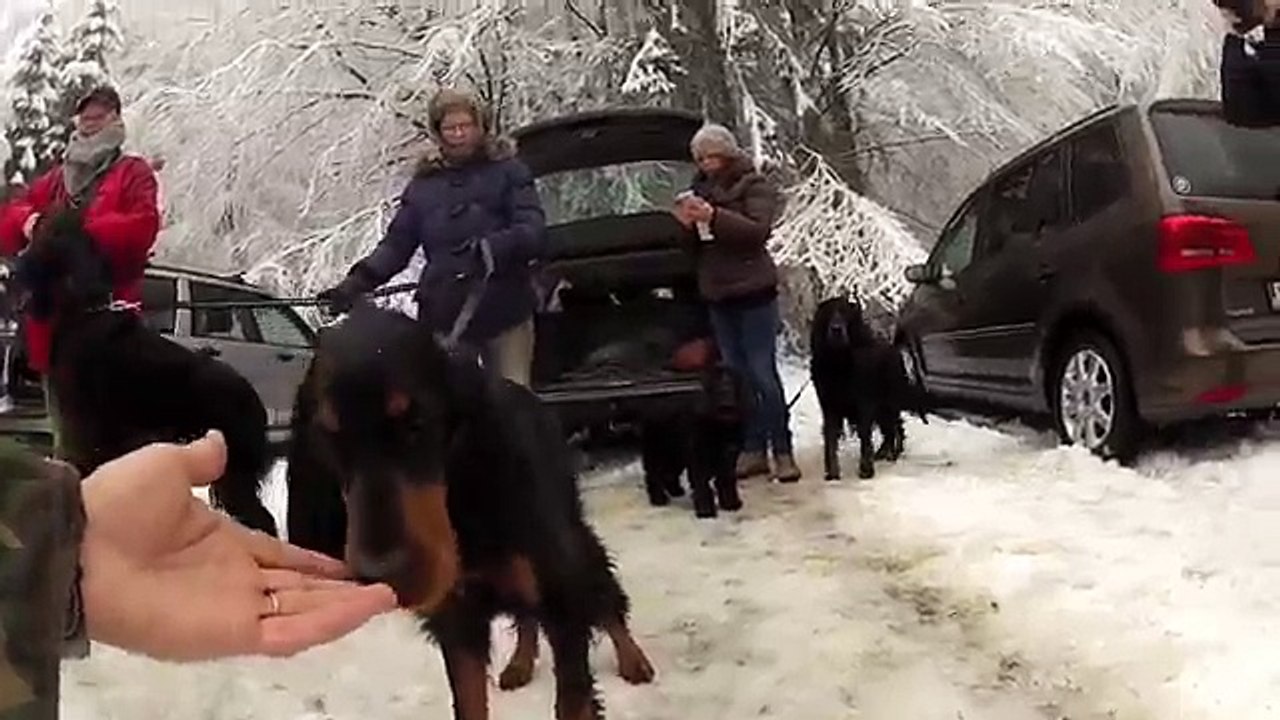 Belgian Gordon Setter Club walk in the Ardennes - December 2012