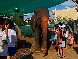 54-летнюю слониху проводили на пенсию с почестями