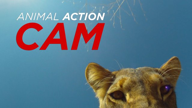 Animal Action Cam: Lion Steals GoPro