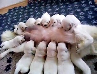 cuccioli meravigliosi!