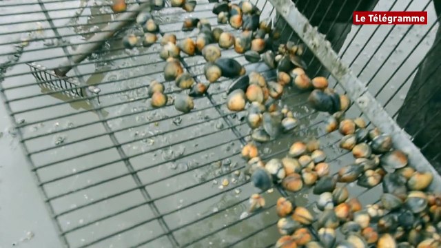 Ploulec'h (22). Stéphane Le Guilloux contrôle les pêcheurs à pied