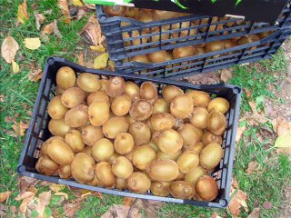 Φωτορεπορτάζ από διανομή ακτινιδίων, 26-11-2014