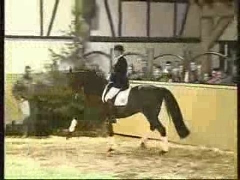 Carabas étalon Holstein.