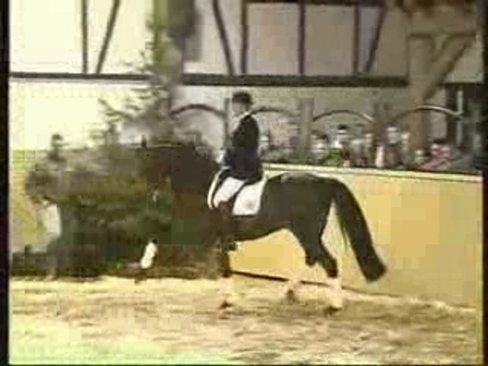 Carabas étalon Holstein.