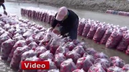 Kırmızı Altın' Turp Sezonu Başladı