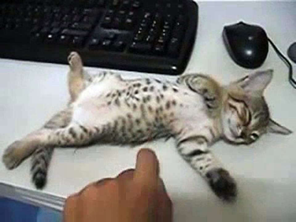 Bébé chat vautré sur mon bureau ne compte pas bouger