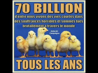 Why I am Vegan !! ♥♥  Pourquoi je suis Vegane !