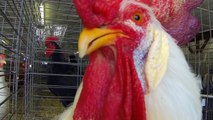 Chickens May Have Been Originally Domesticated In China