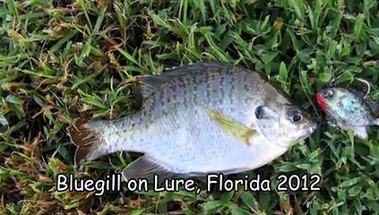 Pet Şişe İle Balık Nasıl Tutulur