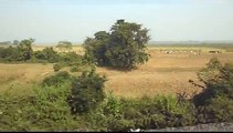 cows are grazing at field after cutting paddy plant.