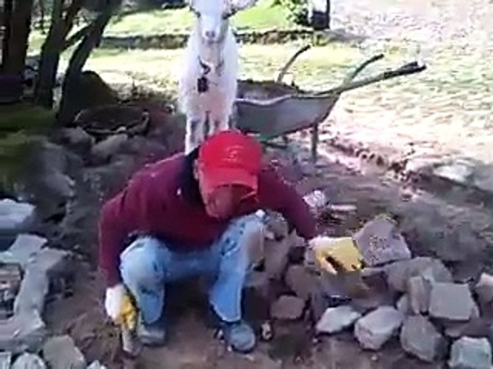 Un maçon travaille avec une chèvre sur le dos