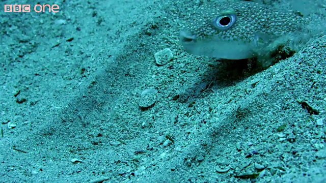 Le poisson-globe japonais sculpte des rosaces sur le sable pour attirer les femelles