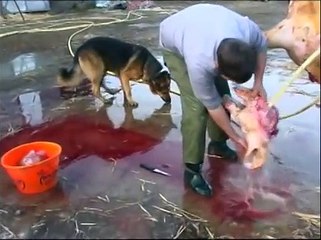 Un Dimanche matin dans la Campagne du Poitou