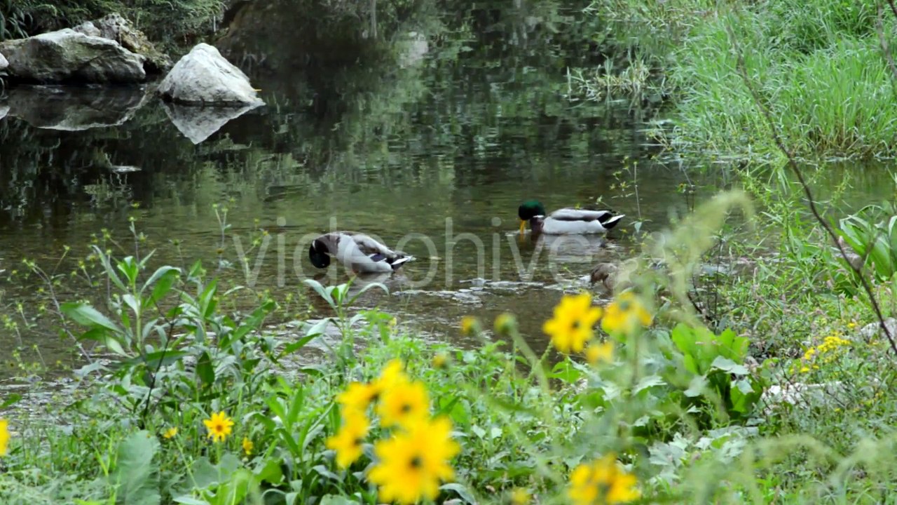 AuthorMusic - Music and Video #7