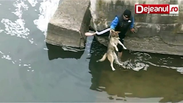 Rescued a dog from drowning