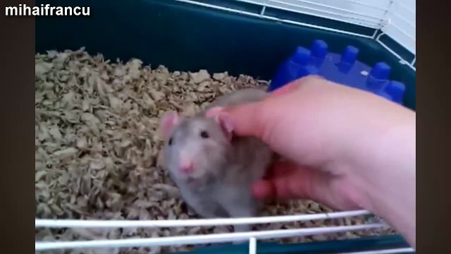 Adorable Animals Enjoying A Belly Rub Compilation 2014 [NEW].