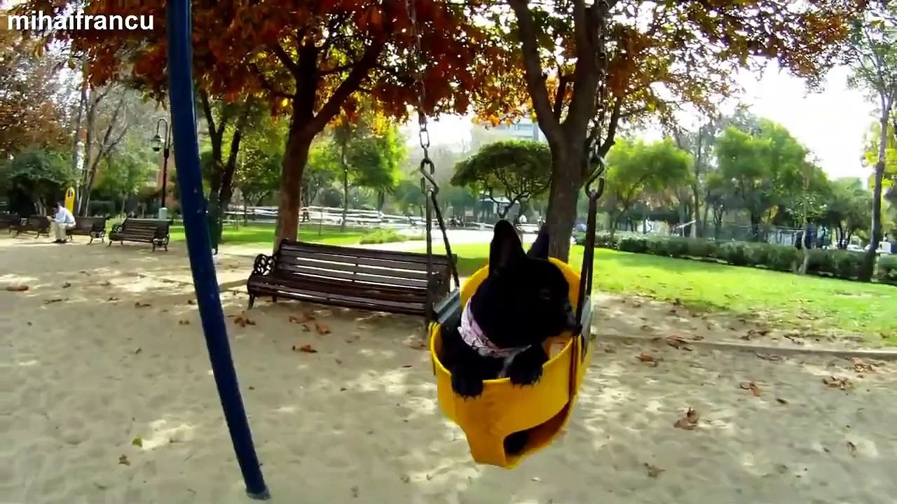 Funny Puppy Videos Compilation 2014.