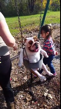 Un bouledogue anglais fait de la balançoire