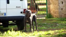 neapolitan mastiff titania in presicce...apulia