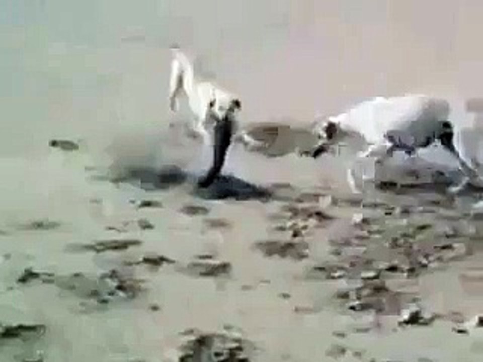 chiens  en ragées  attaquent  un cobra
