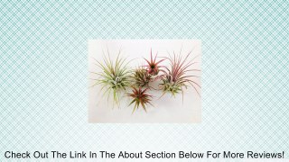 Air Plants - Tillandsia Ionantha 5 Pack - 5 Air Plants at a Great Price! Includes 