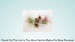 Air Plants - Tillandsia Ionantha 5 Pack - 5 Air Plants at a Great Price! Includes 