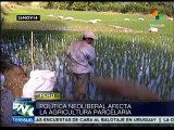 Cambio climático afecta a la agricultura familiar en Perú
