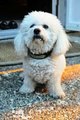 Bichon Frise Facts - Facts About Bichon Frises