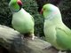 Two Cute Parrots Talking FUNNY Viral Video