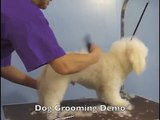 Bichon Frise Grooming by Richmond Hill Dog Grooming  Salon