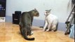 Cats Are Fighting In A Funny Way - Most Funny Cats Fighting Ever