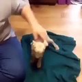 Goat gives it all it's got