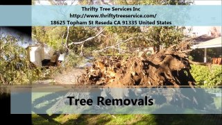 Thrifty Tree Services Inc : Tree Trimming Services