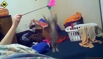 FUNNY VIDEOS Funny Cats - Funny Cat Videos - Funny Animals - Fail Compilation - Kitten Fails