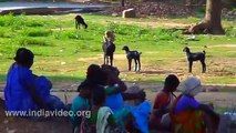 Goat and Monkey funny video