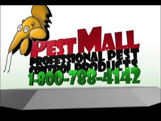 Bed Bugs Biting in Action