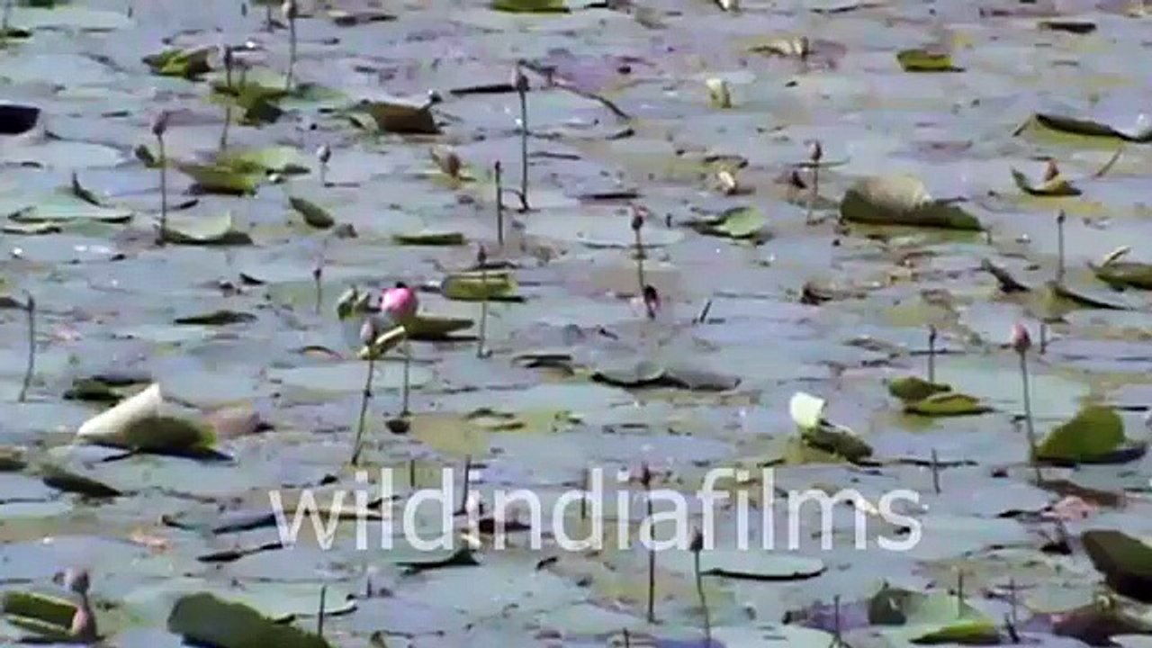 FLOWER : Lotus