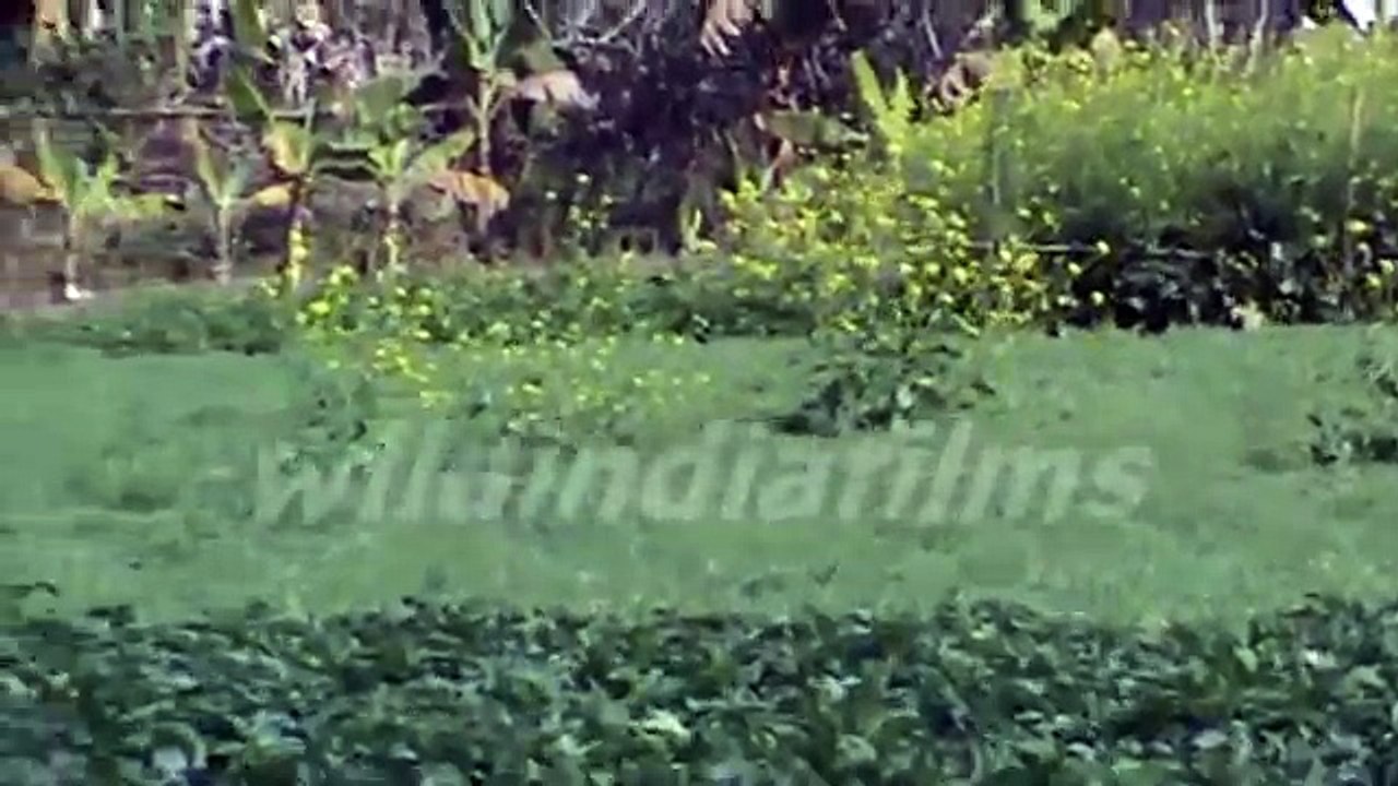 Blooming mustard flowers and potato trees in a field in west bengal