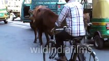 Cows Have Full Democratic Rights On Indian Roads - wildindiafilms