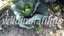 How to grow great cabbages