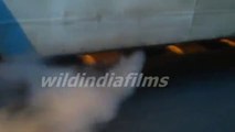 Kolkata CSTC bus in running condition,polluted the city by wildindiafilms