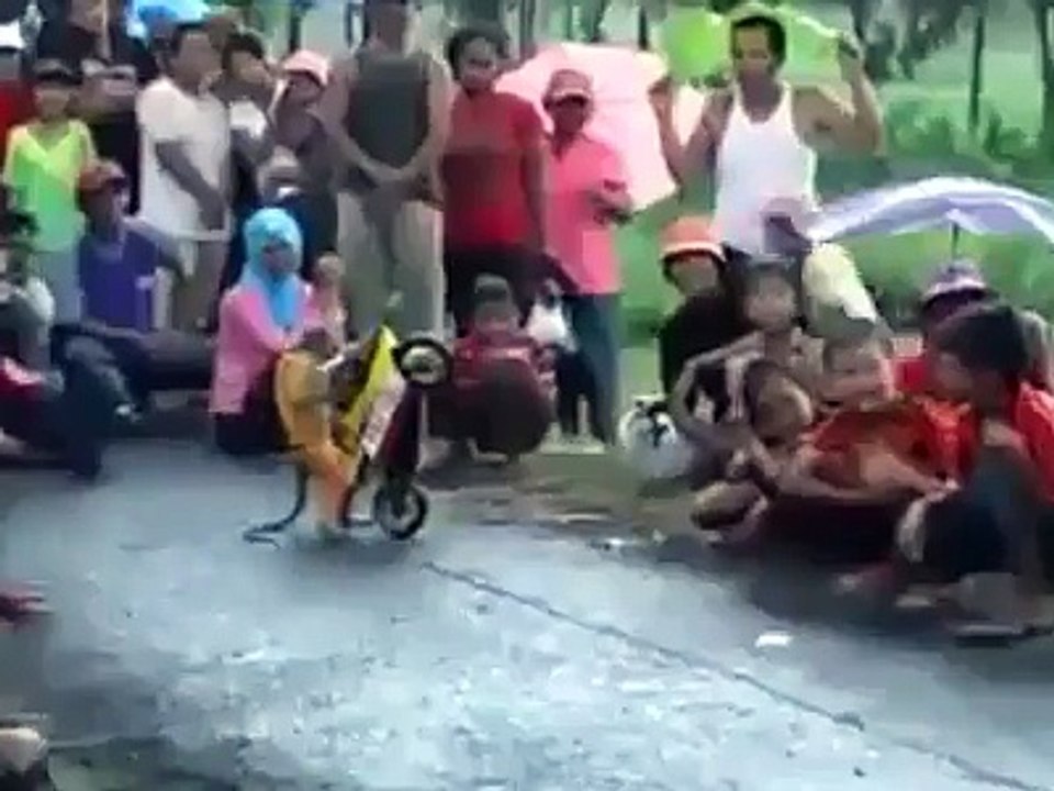 funny video monkey Rider for more videos visit our site http://11points.blogspot.com  &  http://funland3.blogspot.com